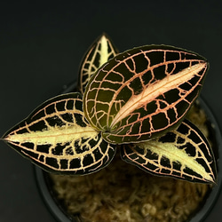 観葉植物】ジュエルオーキッド【ミクロキルス トリダックス(Green type
