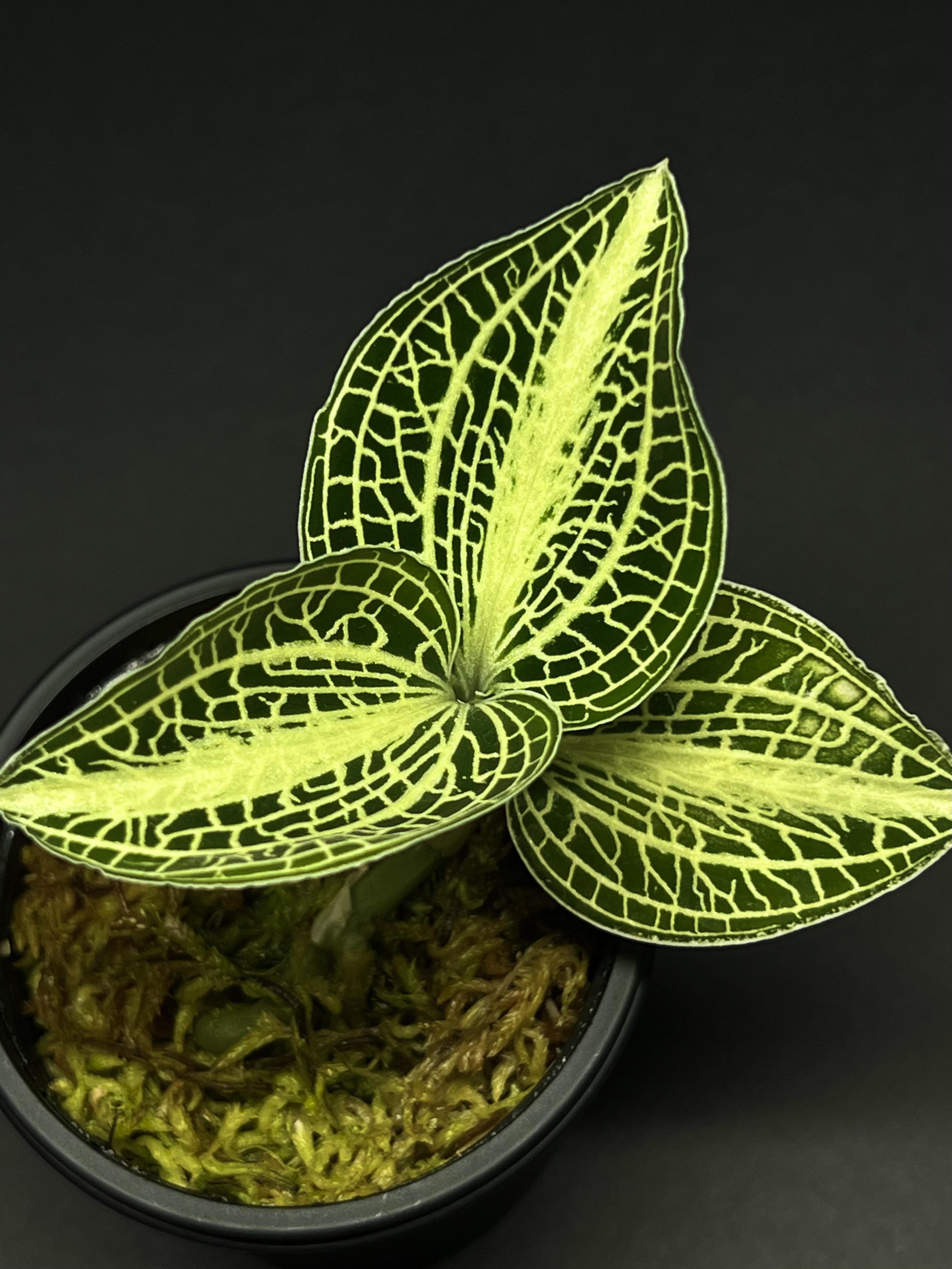 【観葉植物】ジュエルオーキッド【アネクトキルス サイアメンシス(F1実生選別株)】