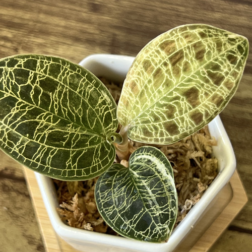 希少！】マコデス ペトラ(斑入り)【宝石蘭、ジュエルオーキッド