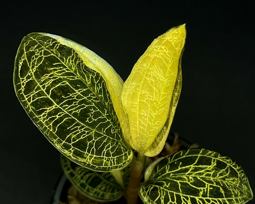 8a59597a238be3c856563b707d6c32