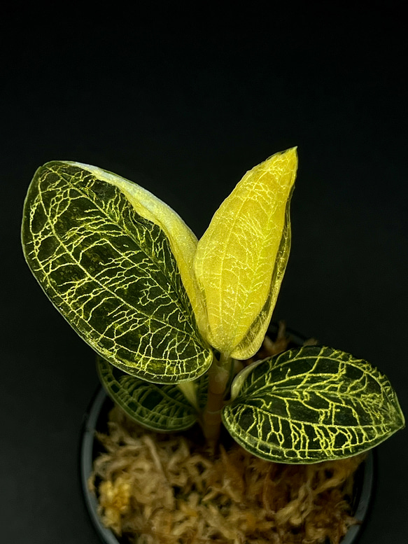 【斑入り】 ① マコデスペトラ 希少！】マコデス ペトラ(斑入り)【宝石蘭、ジュエルオーキッド