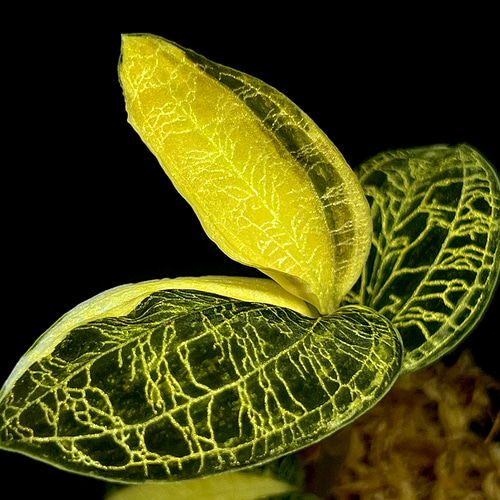 希少！】マコデス ペトラ(斑入り)【宝石蘭、ジュエルオーキッド