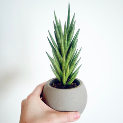猫じゃらし サボテン リプサリス ホリダ 観葉植物 吊り下げ calm