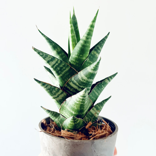 サンスベリア 特大サイズ 美形 観葉植物 ACTUS アクタス