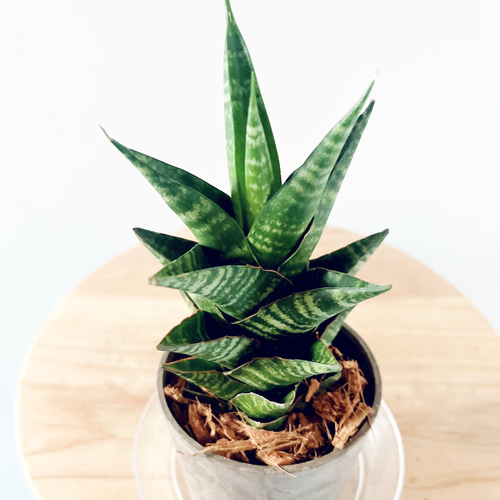 希少》サンスベリア タイハイブリッド Sサイズ 観葉植物 calm cafe
