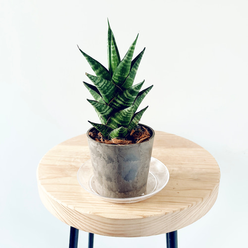 希少》サンスベリア タイハイブリッド Sサイズ 観葉植物 calm cafe