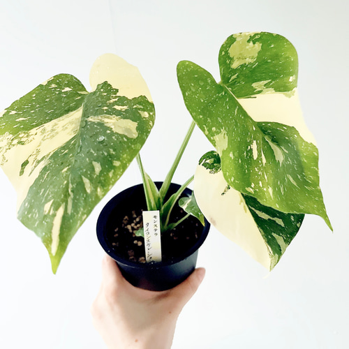 数量限定】斑入りモンステラ タイコンステレーション No.8 観葉植物