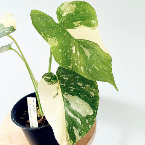 数量限定】斑入りモンステラ タイコンステレーション No.8 観葉植物