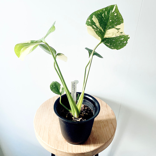 数量限定】斑入りモンステラ タイコンステレーション No.8 観葉植物