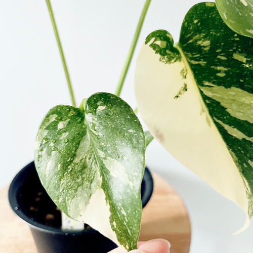 数量限定】斑入りモンステラ タイコンステレーション No.8 観葉植物