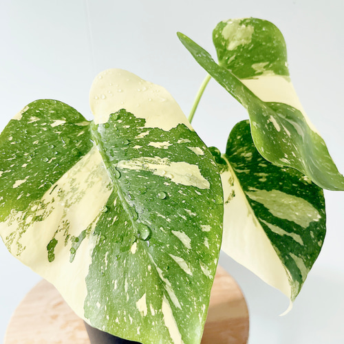 数量限定】斑入りモンステラ タイコンステレーション No.8 観葉植物