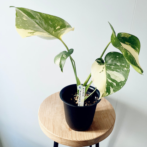 数量限定】斑入りモンステラ タイコンステレーション No.8 観葉植物