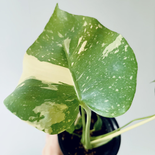 数量限定】斑入りモンステラ タイコンステレーション No.8 観葉植物