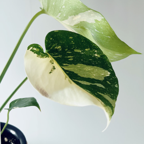 数量限定】斑入りモンステラ タイコンステレーション No.8 観葉植物