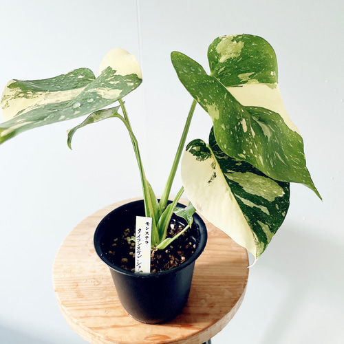 数量限定】斑入りモンステラ タイコンステレーション No.8 観葉植物