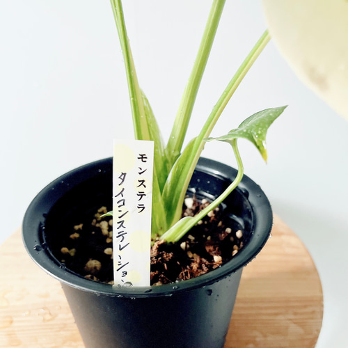 数量限定】斑入りモンステラ タイコンステレーション No.8 観葉植物