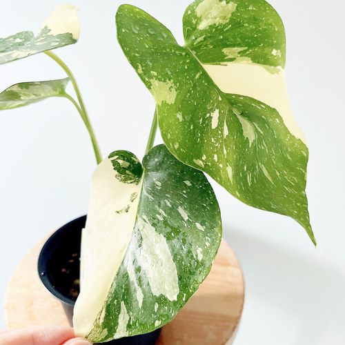 数量限定】斑入りモンステラ タイコンステレーション No.8 観葉植物