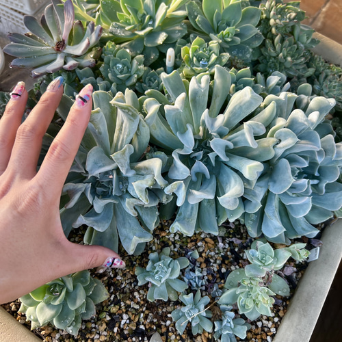 トップスプレンダー＊寄せ植え＊多肉植物＊鉢ごと 多肉植物 ＊N＊ 通販
