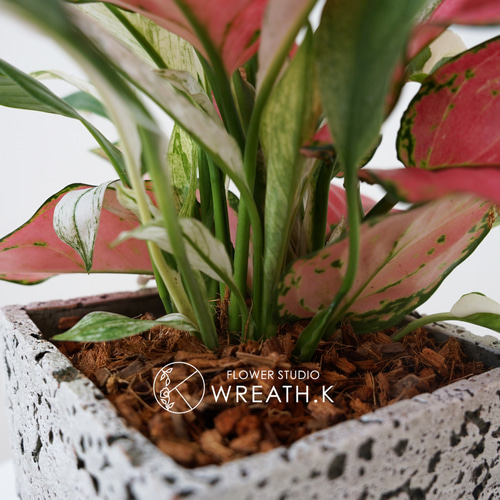 送料込み】スタイリッシュな四角鉢☆観葉植物の寄せ植え アート