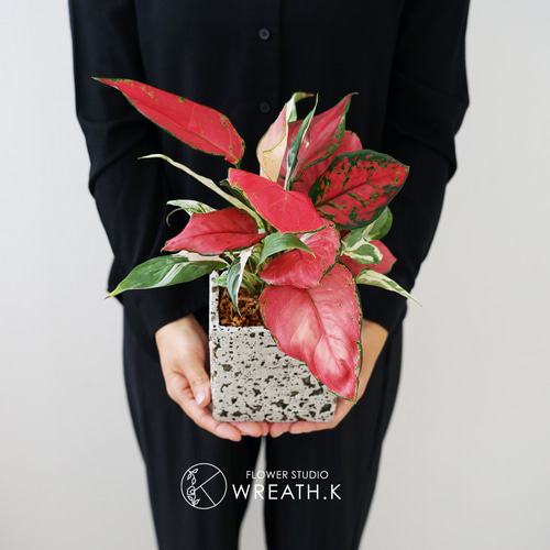 backsideworks PLANTNIC LOVE4 アート鉢セット アート鉢【ほんで？】1月26日 21時からオンライン販売します