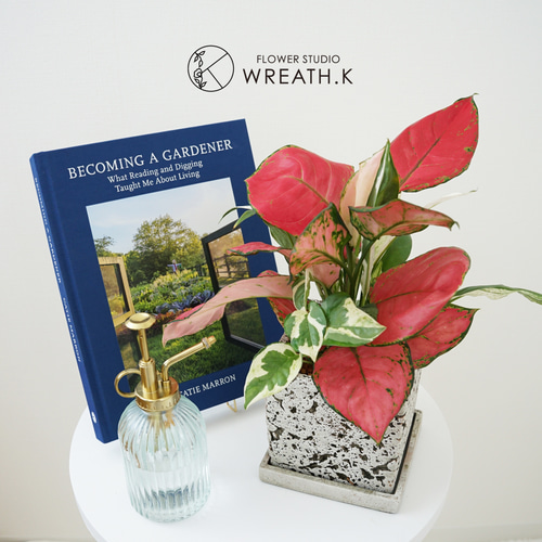 送料込み】スタイリッシュな四角鉢☆観葉植物の寄せ植え アート