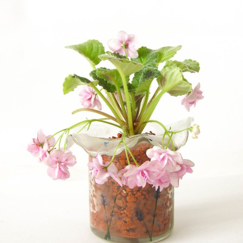 セントポーリア・ガラス花器植え☆レア種トレイル・ピンク八重☆虫が