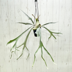 光触媒 人工観葉植物 ウォールグリーン フェイクグリーン オリーブ1.2m