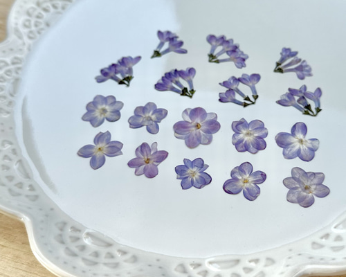 or様専用 ライラック プレゼントグレイビー【八重咲き空色花