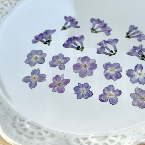 再販【押し花】ライラック（八重咲き）30輪 素材 花材 レジン