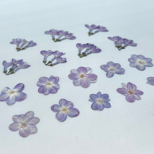 再販【押し花】ライラック（八重咲き）30輪 素材 花材 レジン