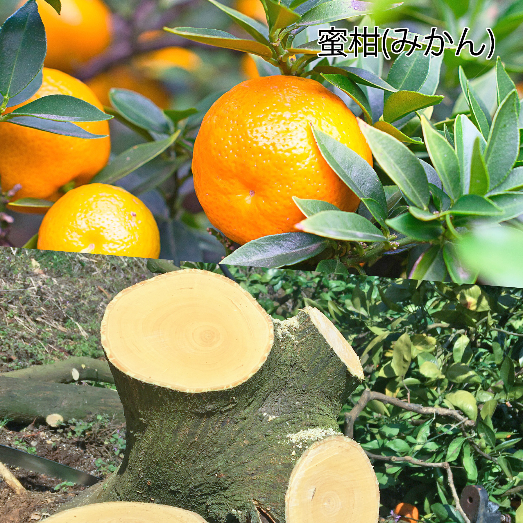 木軸 ボールペン Minori ～ 桃栗三年柿八年 ～®　（国産 木製 フルーツウッド 名入れ ギフト ペン）