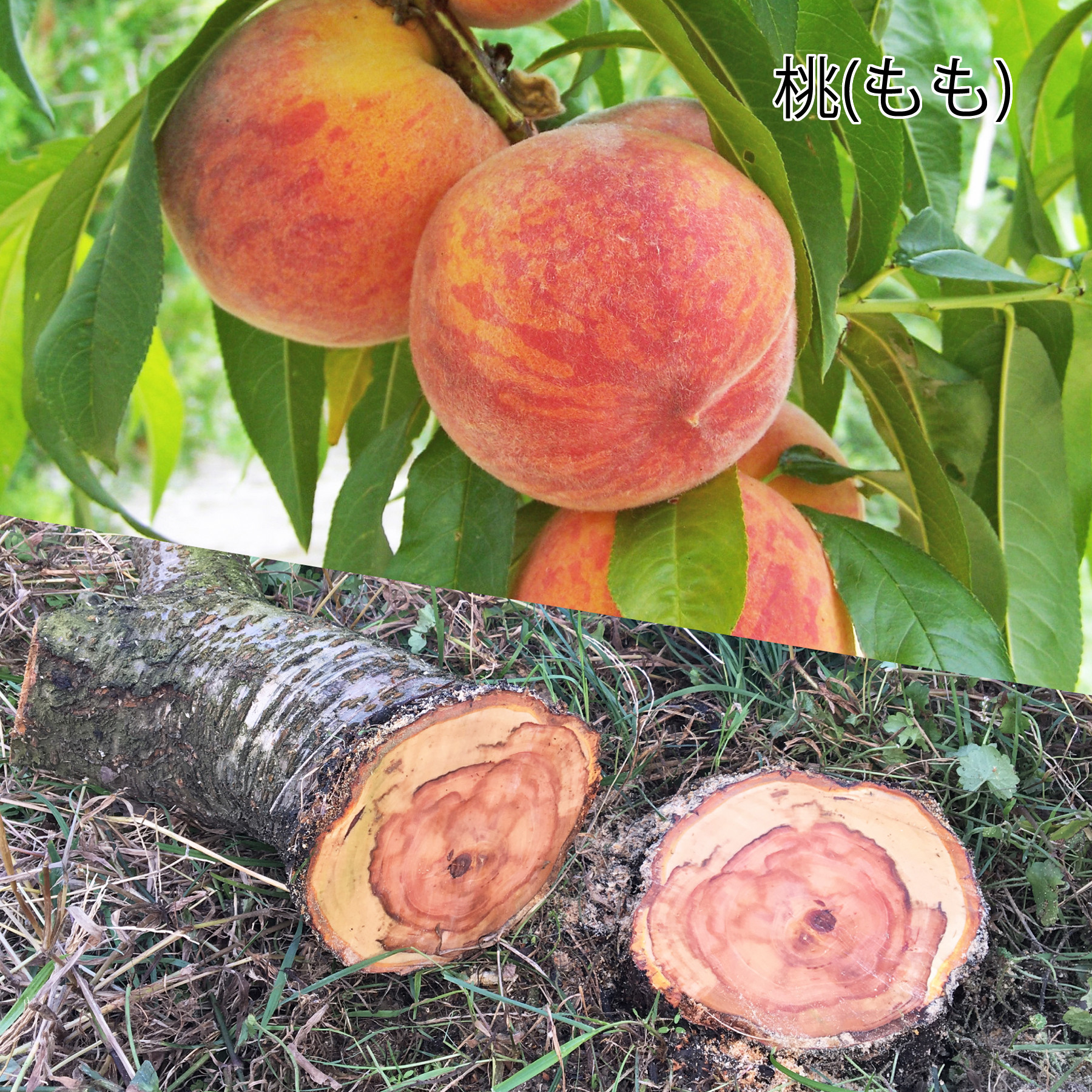 木軸 ボールペン Minori ～ 桃栗三年柿八年 ～®　（国産 木製 フルーツウッド 名入れ ギフト ペン）