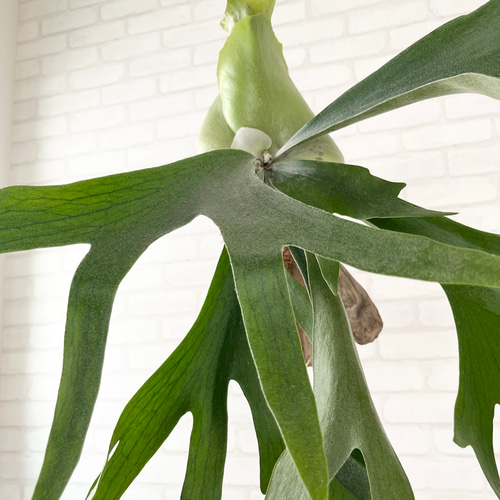 a細葉　特大　観葉植物　ビカクシダ　コウモリラン　ハンギング P.hillii cv.bangpung これ、貯水葉がほぼ出てきてないけど