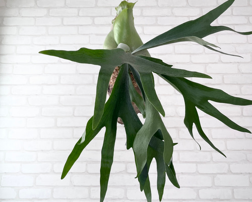 ビカクシダ コウモリラン 流木付け 観葉植物 ハンギンググリーン