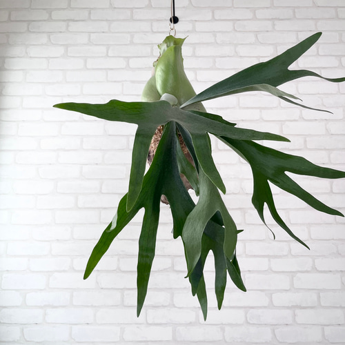 ビカクシダ コウモリラン 流木付け 観葉植物 ハンギンググリーン