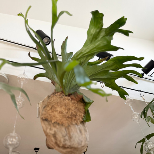 ビカクシダ コウモリラン スパーバム 流木付け 観葉植物 ハンギング