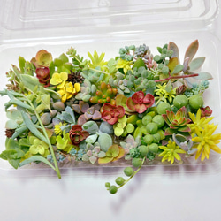 大量増えすぎ特別価格】多肉植物セダム 桜色カリシア200カット【育成