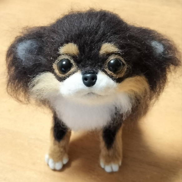 チワワ羊毛フェルト(ブラックタン) 羊毛フェルト コロ 通販