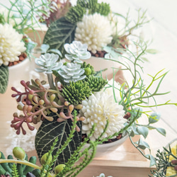 多肉植物＆グリーンアレンジメント ティアドロップボウル 寄せ