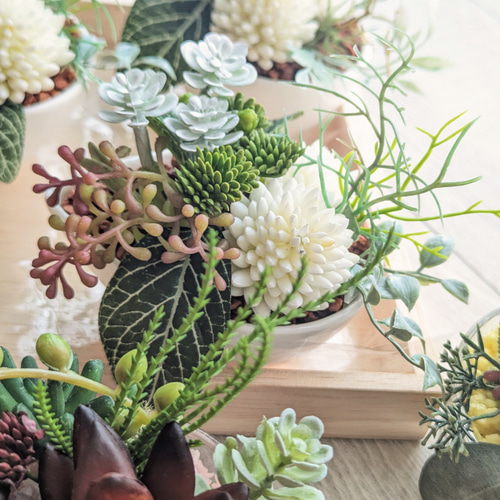 多肉植物＆グリーンアレンジメント ティアドロップボウル 寄せ植え風