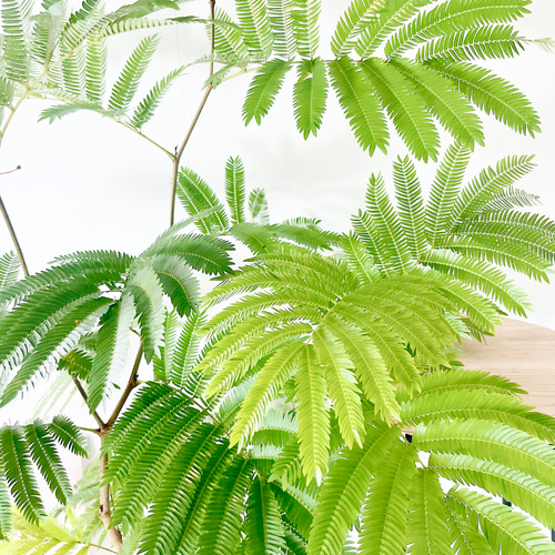 408. エバーフレッシュ ネムノキ 曲がり 沖縄産 観葉植物 大型