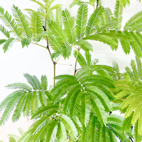 408. エバーフレッシュ 曲がり 120cm 希少 沖縄産 観葉植物 大型
