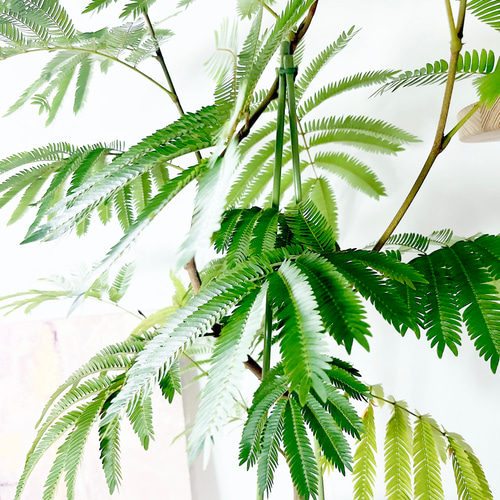 408. エバーフレッシュ 曲がり 120cm 希少 沖縄産 観葉植物 大型 