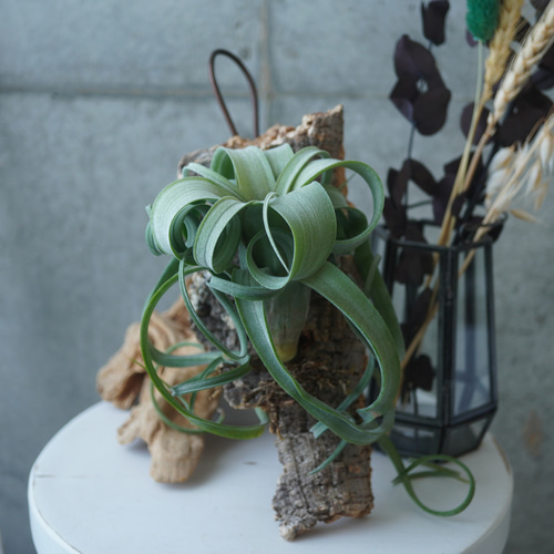 チランジア カーリースリム エアープランツ 　フック台座付き チランジア カーリースリム エアープランツ フック台座付き 2025年の