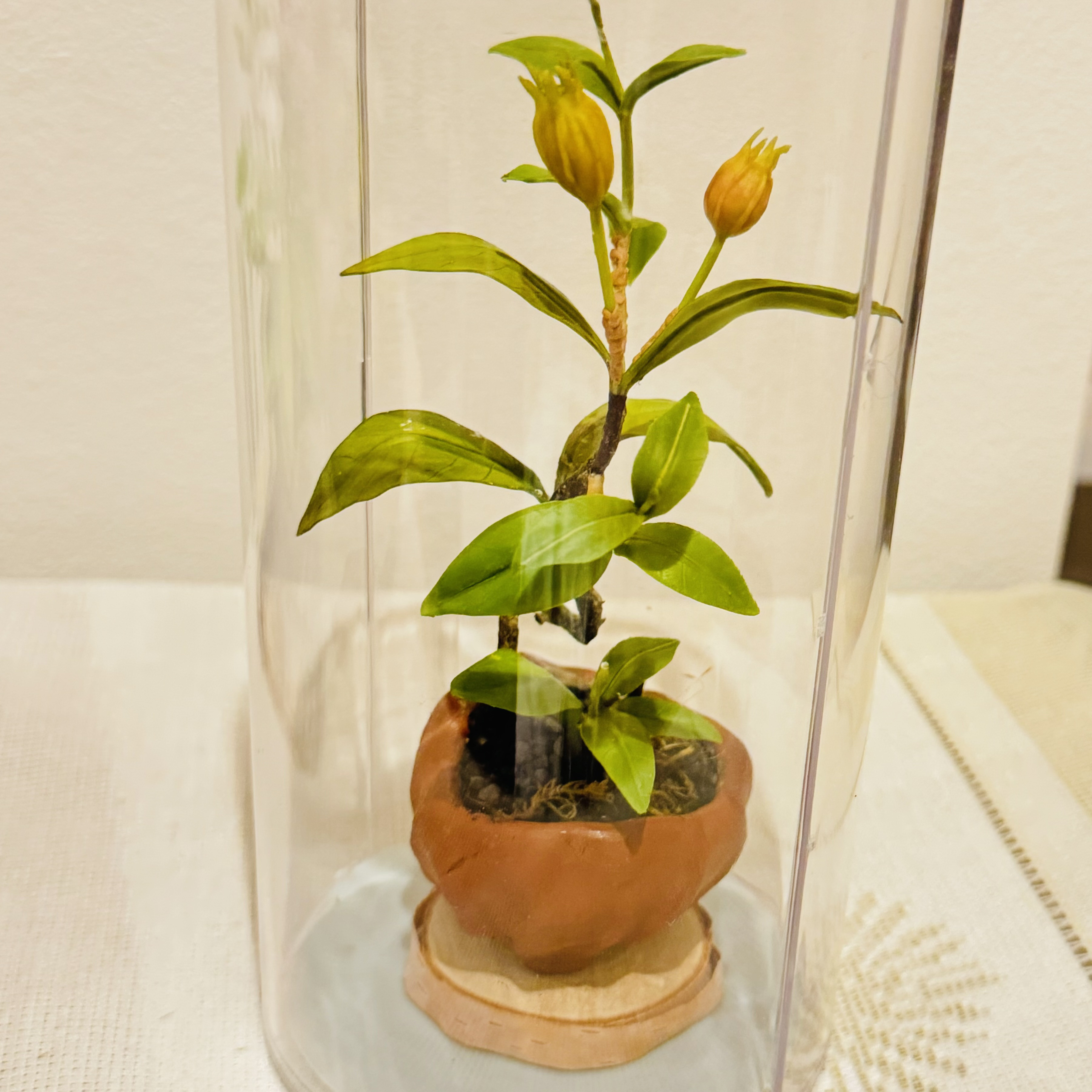 粘土盆栽　梔子　クチナシ　果実
