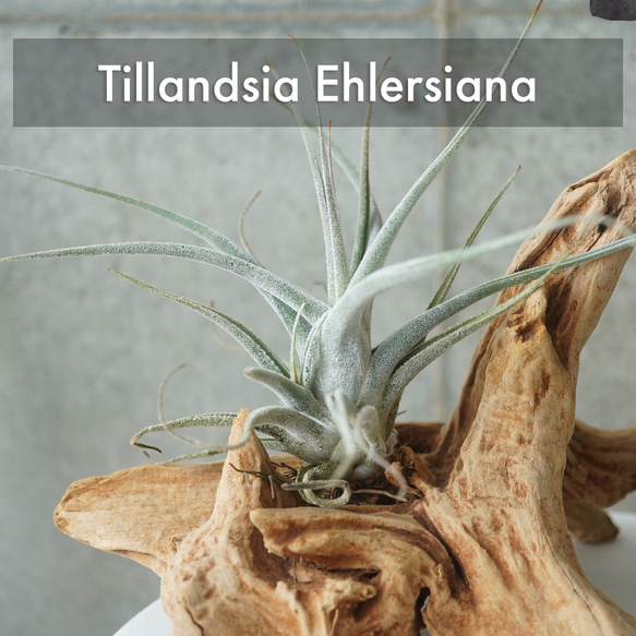 チランジア　3株セット　壺型 Amazon｜エアプランツ (5種類セット) おまかせセット チランジア