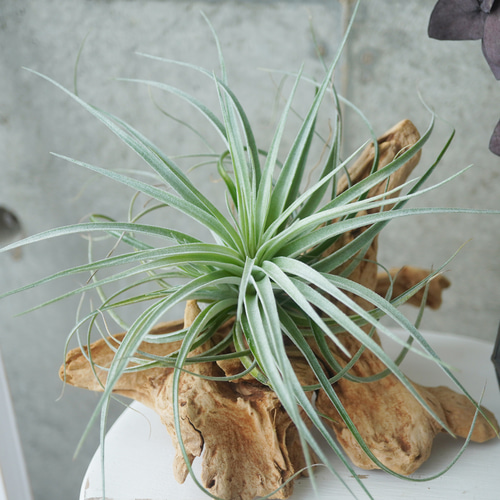 ちょっとレアシリーズ！チランジア・ストリクタ・シルバーリーフ