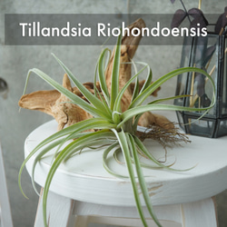 ちょっとレアシリーズ！チランジア・リオホンドエンシス◇ギフト