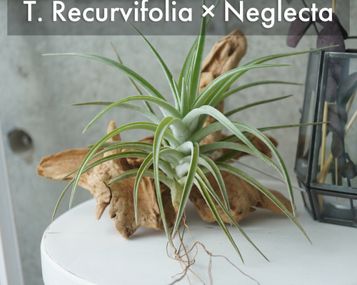 dc203001f07716e443bc52da8c9e0a