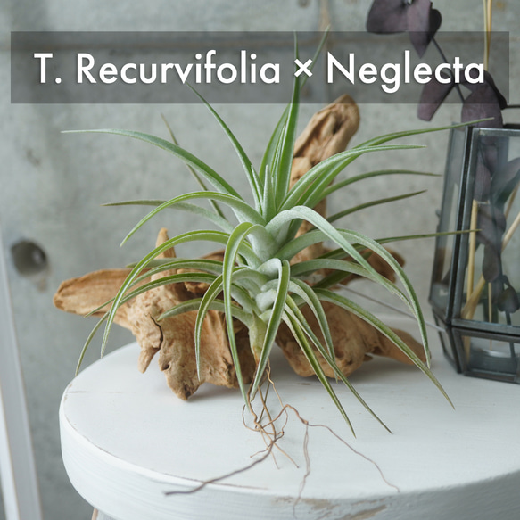 ちょっとレアシリーズ！チランジア・レクルビフォリア×ネグレクタ